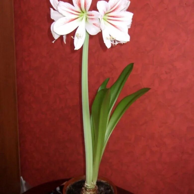 Гиппеаструм гиппеаструм цветок. Гиппеаструм амариллис. Лилия гиппеаструм. Лилия гиппеаструм цветок.