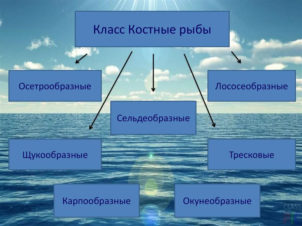 Перечислить классы рыб. Класс костные рыбы отряд Осетрообразные. Признаки отряда рыб костные. Отряды костных рыб схема. Костные рыбы презентация.