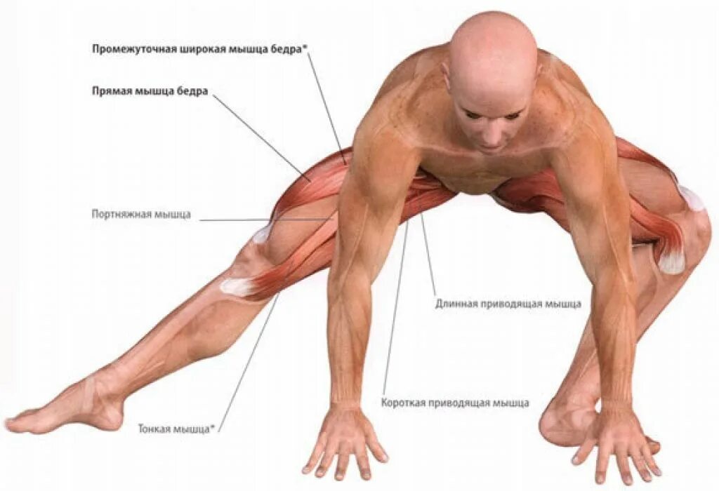 Растяжка четырехглавой мышцы бедра. Сухожилие большой приводящей мышцы бедра.