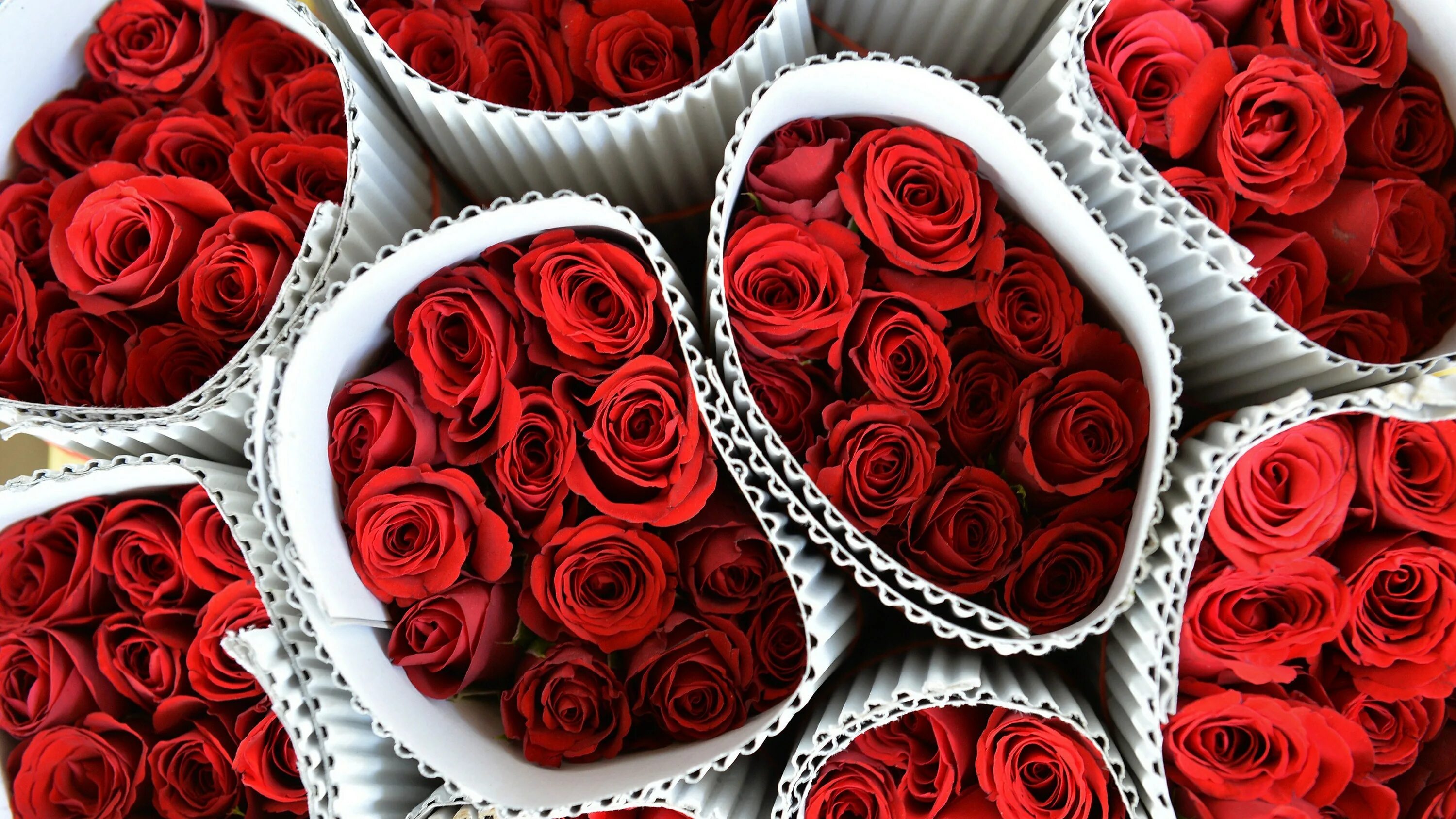 Valentine's roses. Красные розы фото. Чиройлик Гулар.