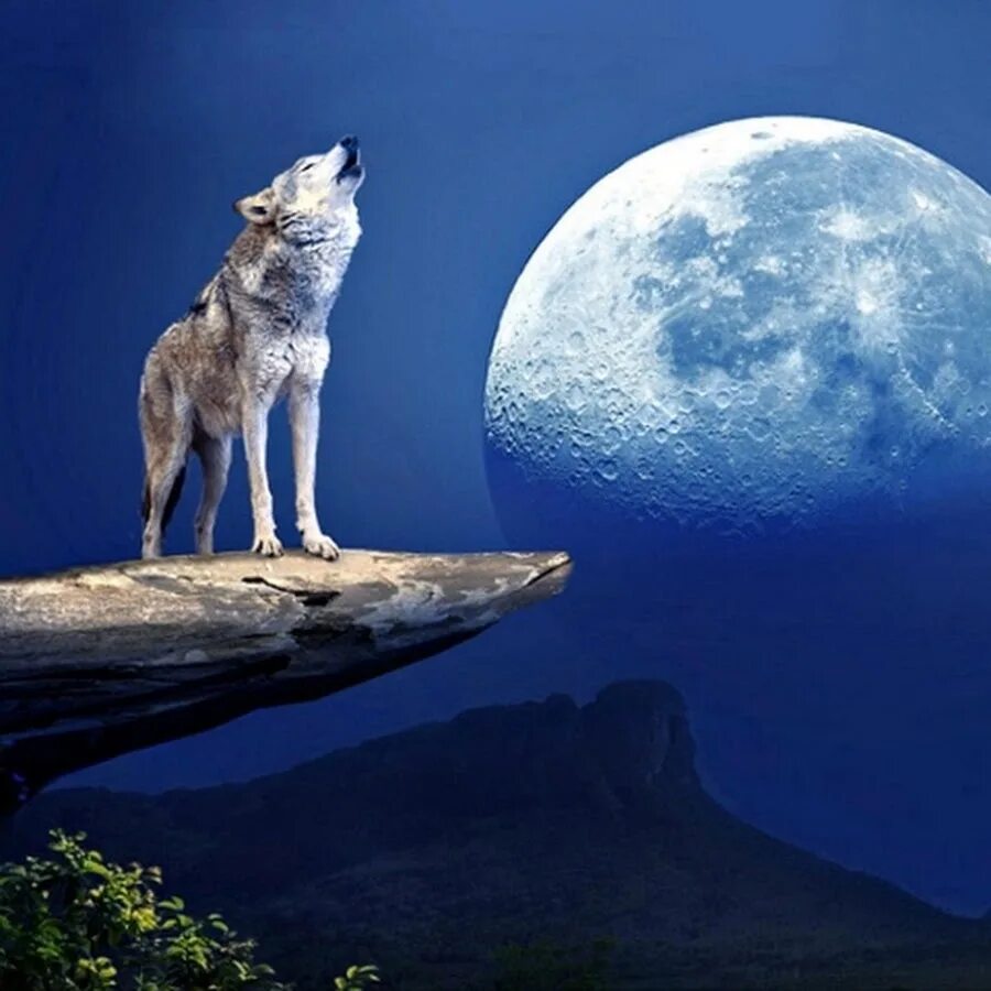 Howling moon. Силуэт волка воющего на луну. Луна аватарка. Волк и луна. Красивые собаки.
