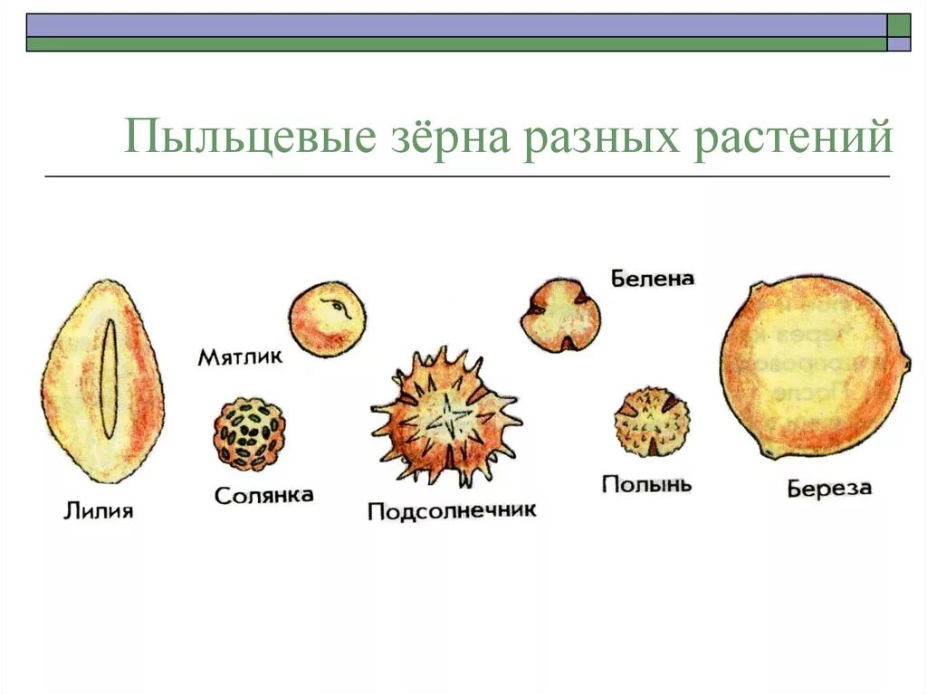 Строение пыльцевого зерна покрытосеменных. Строение пыльцевого зерна цветковых. Строение пыльцевого зерна цветковых растений. Пыльцевые зерна разных растений. Пыльца схема