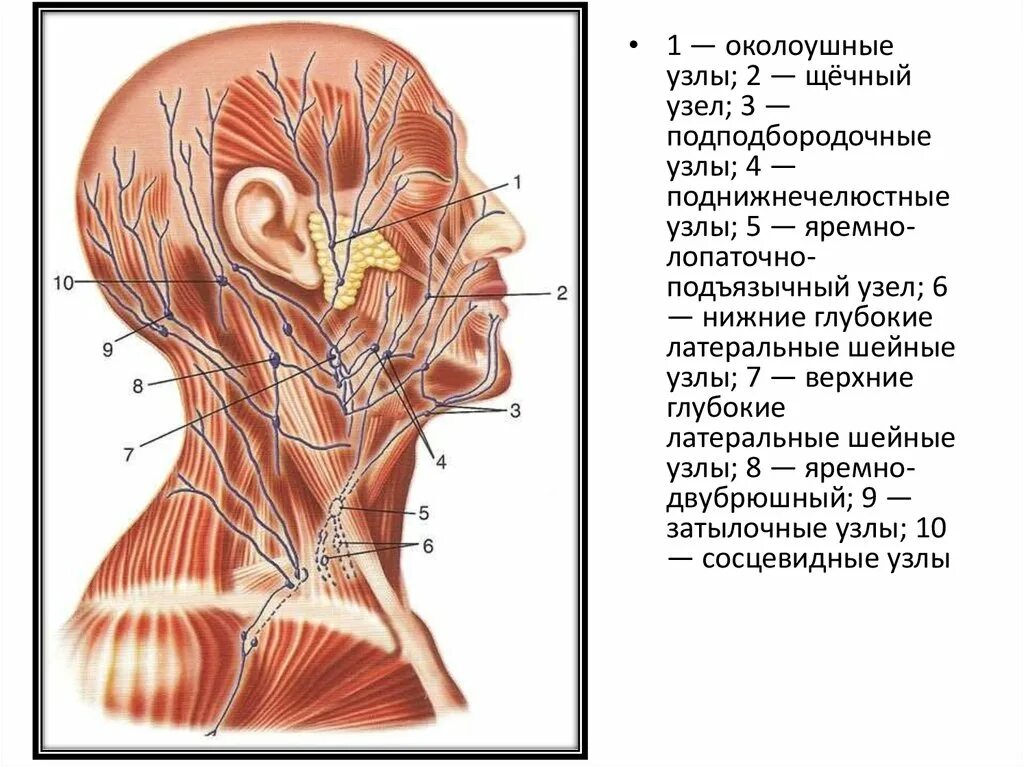 Латеральные шейные глубокие лимфоузлы. Лимфатическая система шеи топографическая анатомия. Околоушные лимфатические узлы схема. Лимфатическая система головы и шеи анатомия.