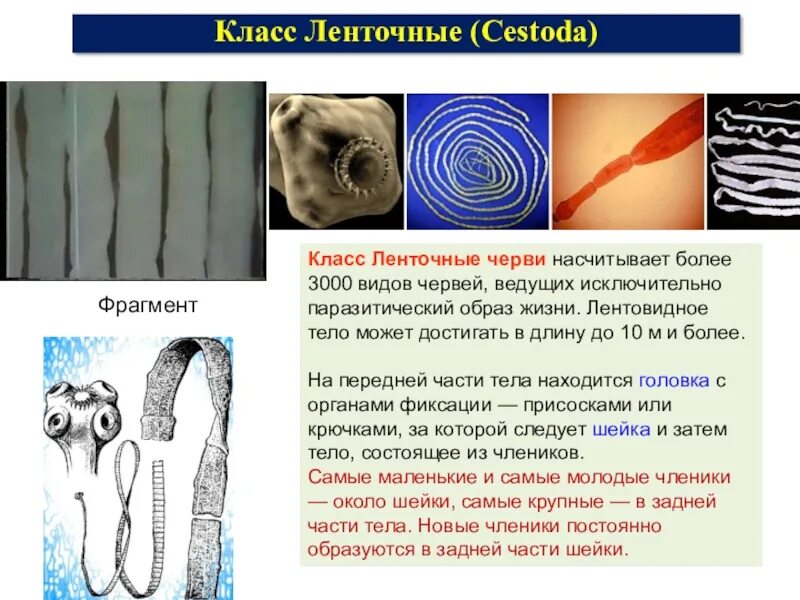 Жизнь ленточного червя. Плоские ленточные черви биология 7 класс. Паразитические ленточные черви строение. Ленточные черви биология 8 класс. Характеристика ленточных червей 7 класс биология.