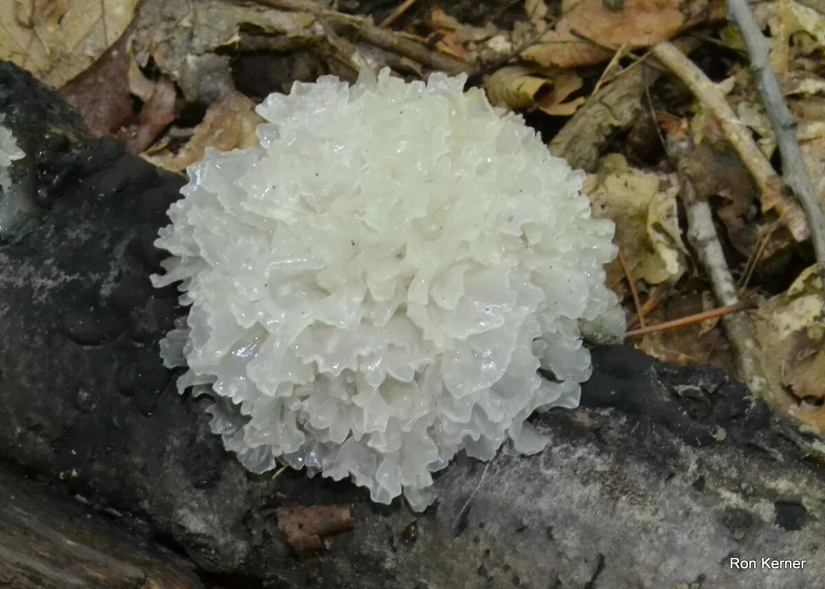 Где купить морской гриб геншин. Tremella fuciformis. Ледяной гриб тремелла. Гриб тремелла фукусовидная. Древесный гриб тремелла.