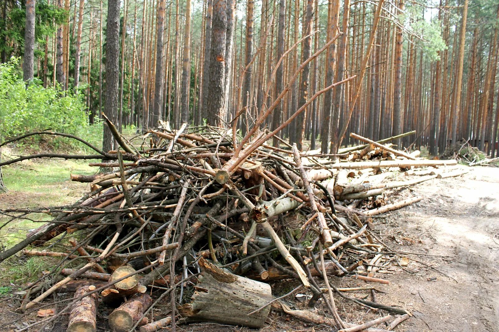В лесу можно собирать сухостой. Валежник сухостой бурелом. поваленное дерево. сухостой в лесу. поваленное дерево в лесу.