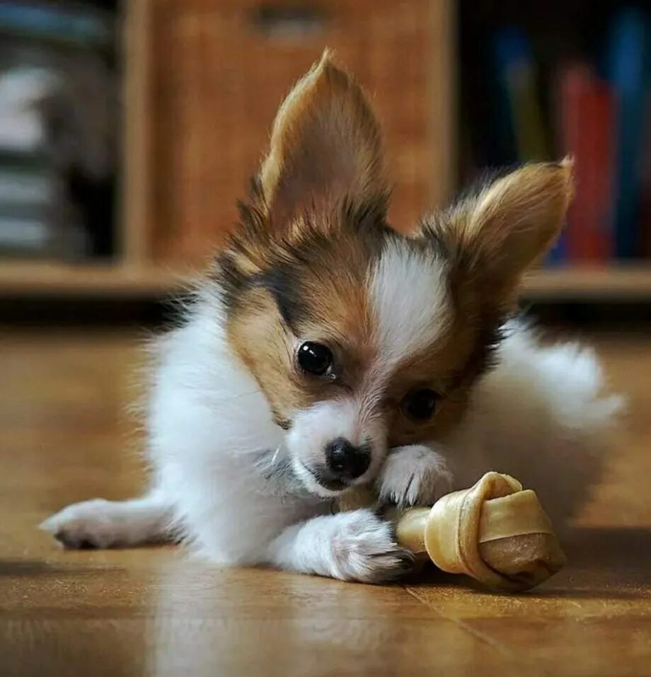 Маленькие собаки. Миниатюрные породы собак. Порода чихуахуа. Фото щенят маленькой породы. Чихуахуа мерле.