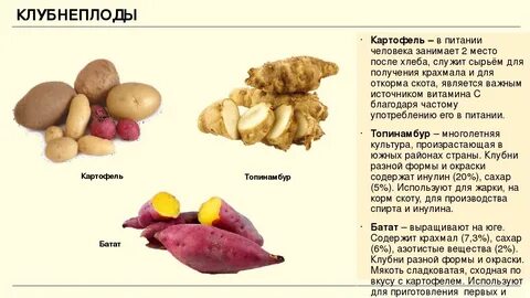 Корнеплоды таблица