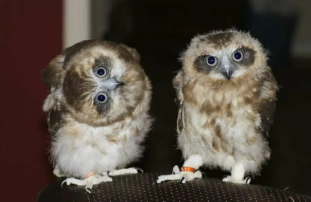 длиннохвостая неясыть гнездо. сова неясыть птенцы. слеток ушастой совы. птенец ушастой совы. птенец совы.