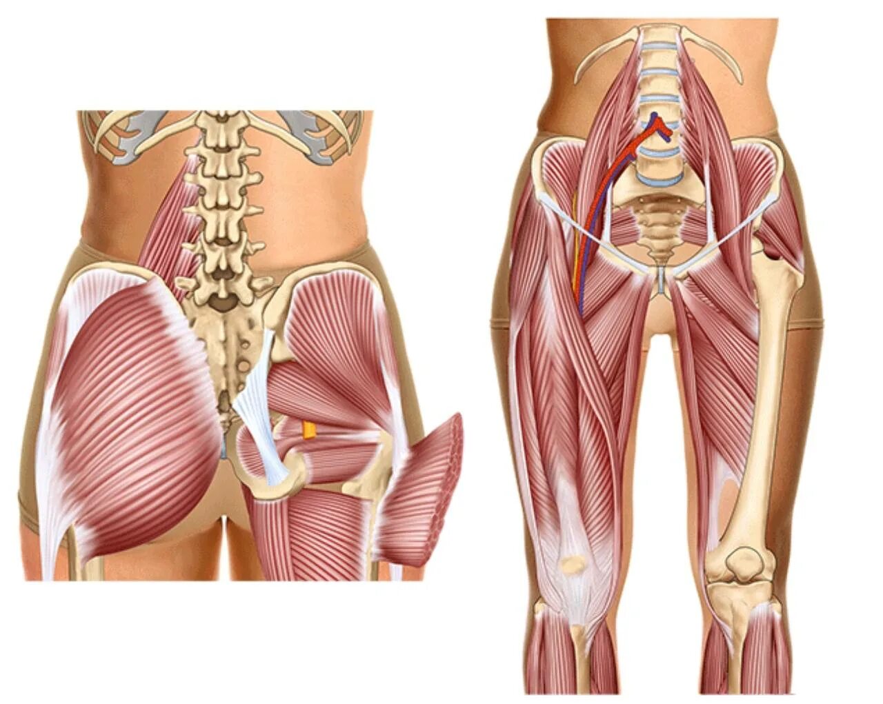 Мышцы и суставы. Мышцы таза Неттер. Мышцы таза и бедра анатомия. Анатомия мышц таза человека. Связки копчика анатомия.