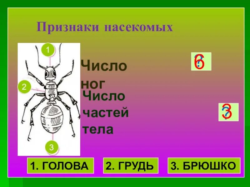 Признаки насекомых. Отличительные признаки насекомых. Насекомые признаки насекомых. Важнейшие признаки насекомых.