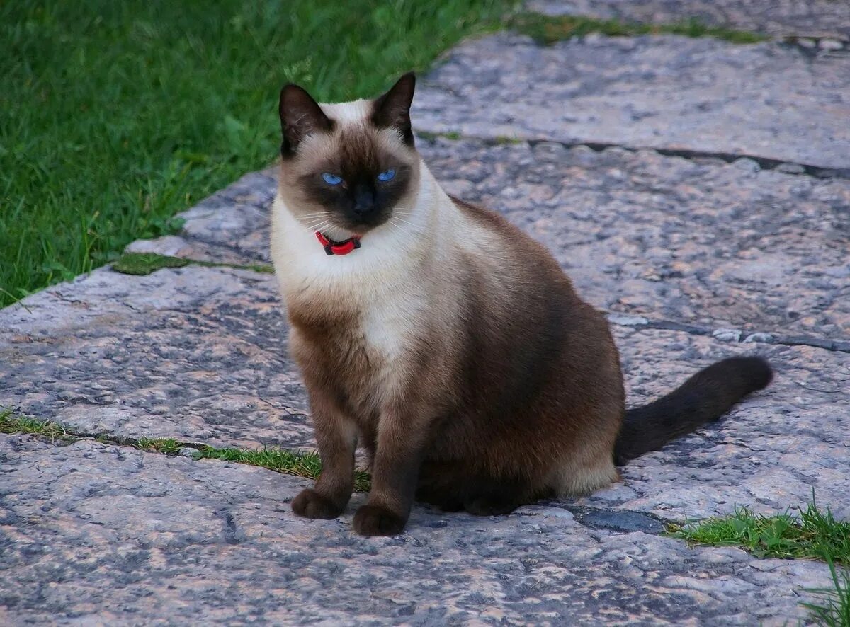 Фотографии кошек породы сиамских кошек. Сиамская кошка. Кот сиамской породы. Тайская порода кошек. Сиам порода.