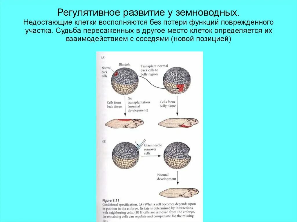 Половые клетки земноводных. Правила эволюции биология. Регулятивное развитие это в биологии. Развитие у амфибий свободное. Эволюция клетки биология.