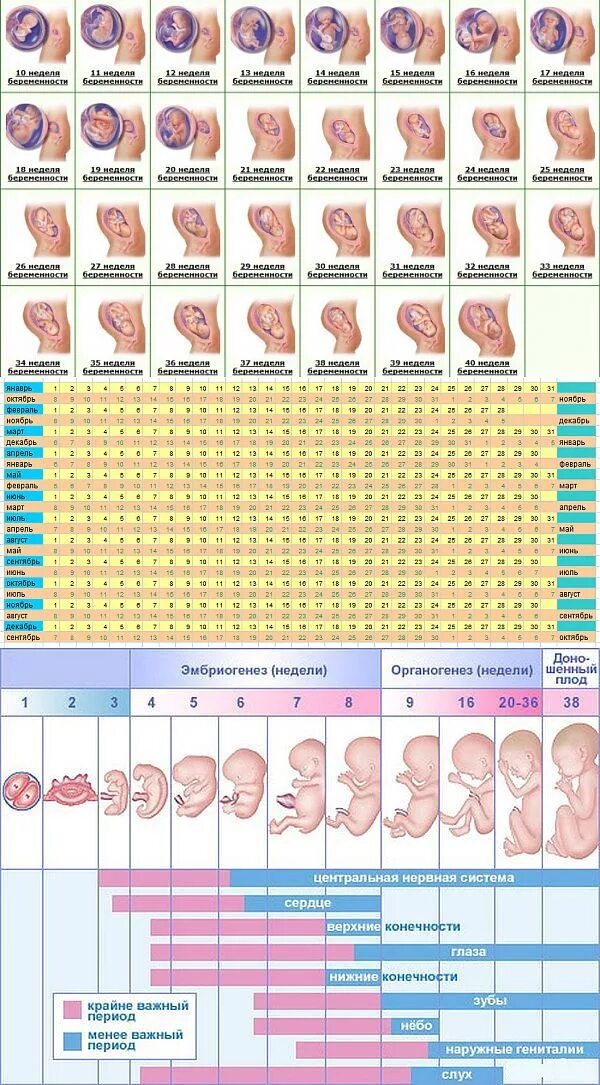 До скольки недель принимать. Таблица беременности и развитие ребенка. Календарь беременности по неделям плод. Период развития эмбриона и плода по неделям. Формирование плода по месяцам беременности таблица.