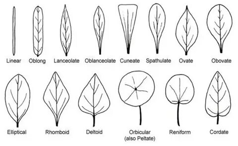 Plant shape