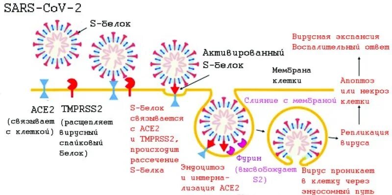 Вирус sars cov 2 отнесен к группе. S-белок SARS-cov-2. Клетками – мишенями для вируса гриппа являются:. Клетками-мишенями SARS-cov-2 являются. Тип взаимодействия SARS-cov2 с клеткой интегративный.