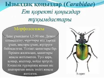 Әйелдердің топтық қарым-қатынастан ләззат алатын порно видеолары