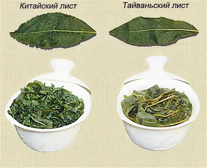 Купить чай Най Сян (молочный улун) Тайвань в Москве - интернет-магазин китайског