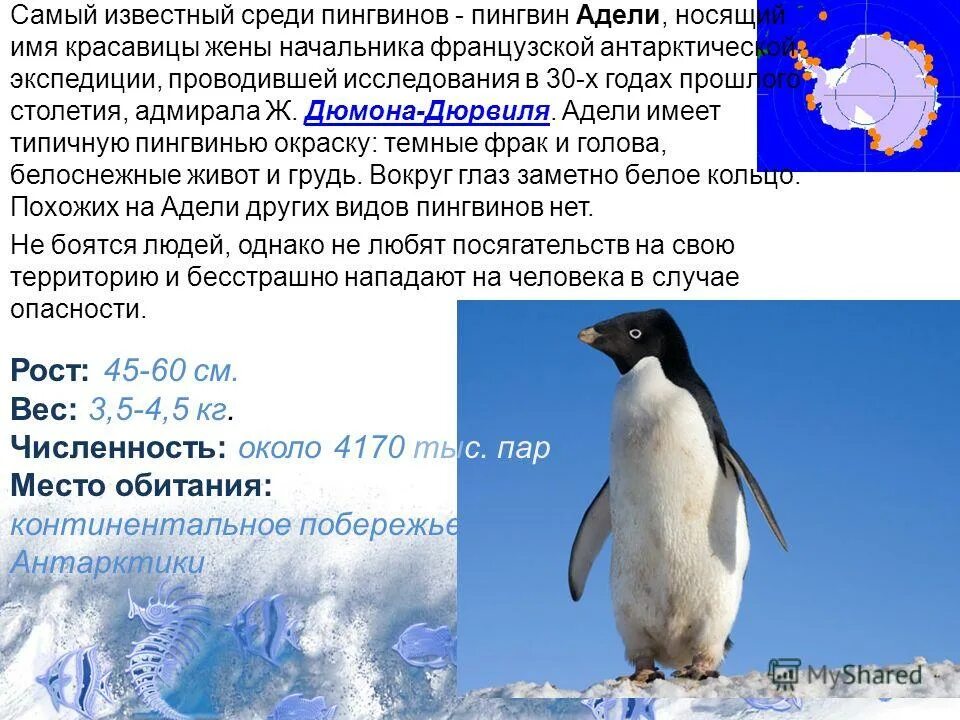 Императорский Пингвин и Адели. Пингвин Адели интересные факты. Антарктида пингвины Адели. Описание пингвина. Значение пингвинов в природе