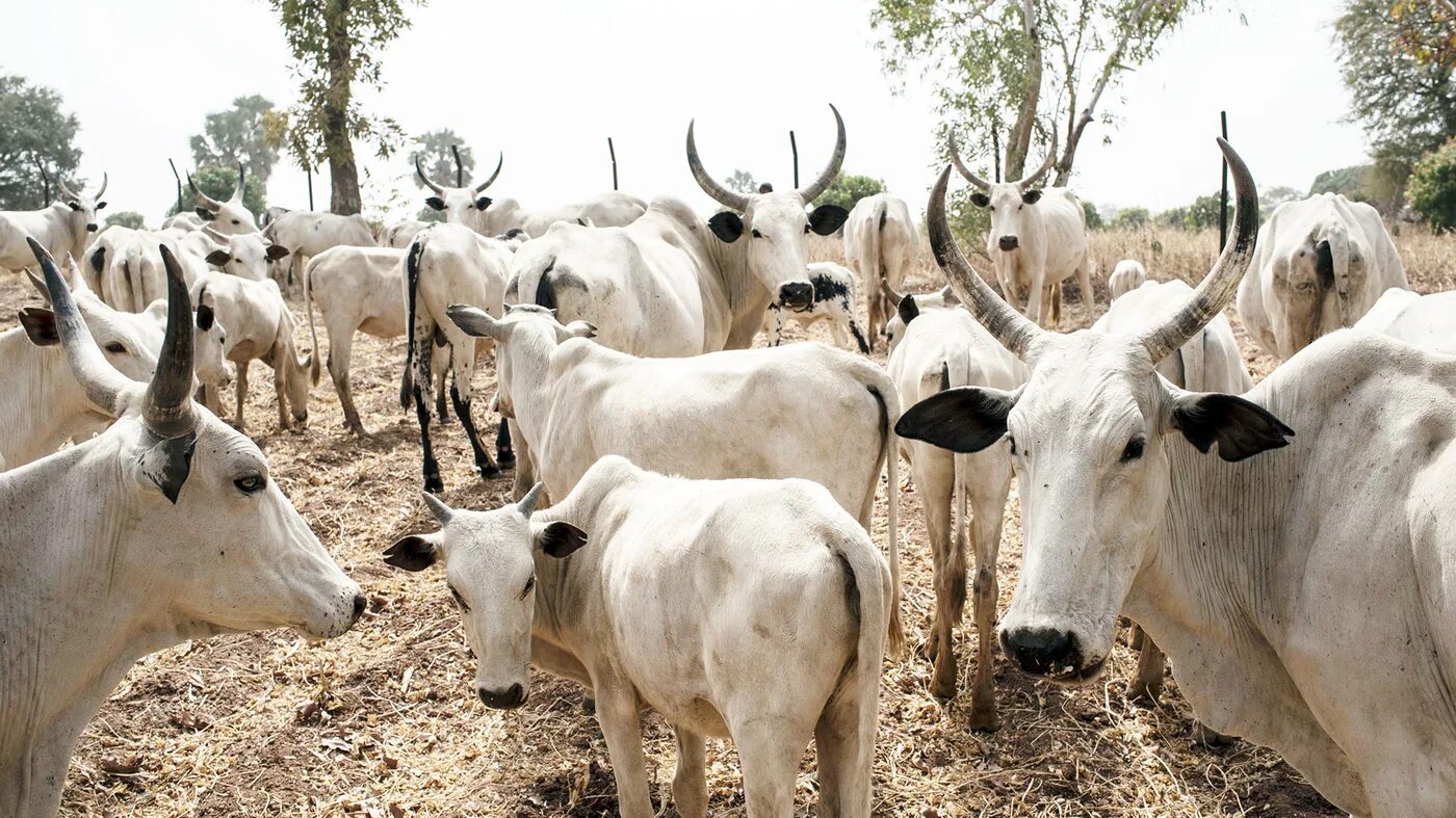Now cow