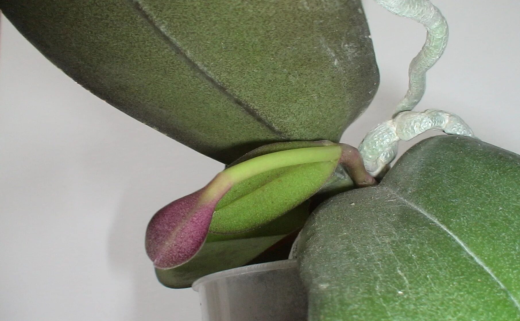 Детки орхидеи фаленопсис. Орхидея фаленопсис выпустила цветонос. Цветонос у орхидеи. Детки орхидеи на цветоносе. Цветонос у орхидеи.