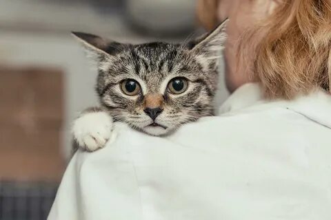 Стресс у кошки