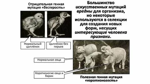 Искусственный отбор тест 9 класс