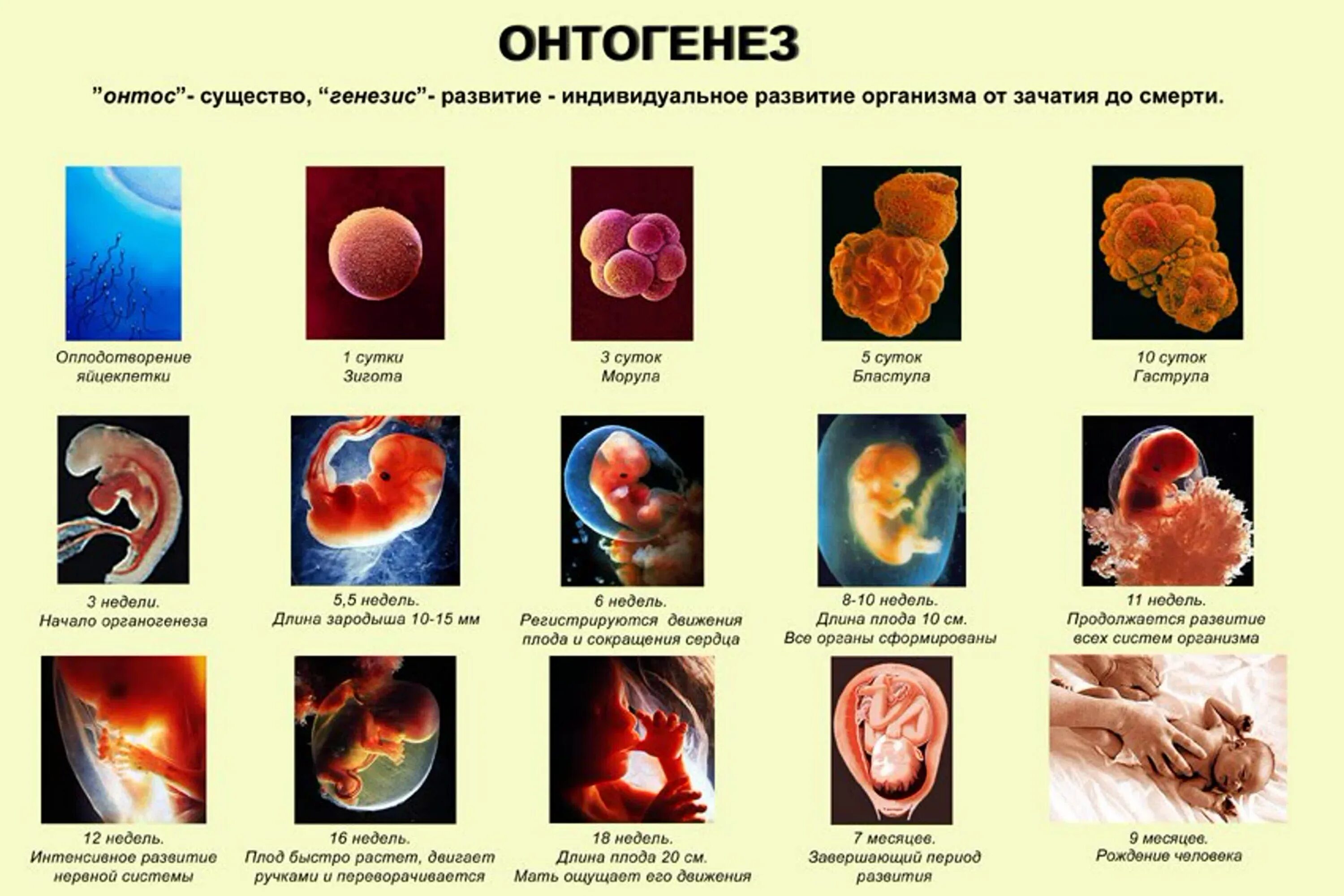 Цикл онтогенез. Стадии индивидуальное развитие организма онтогенез. 2 Этап онтогенеза. Онтогенез развития плода человека. Этапы индивидуального развития организмов (онтогенез).