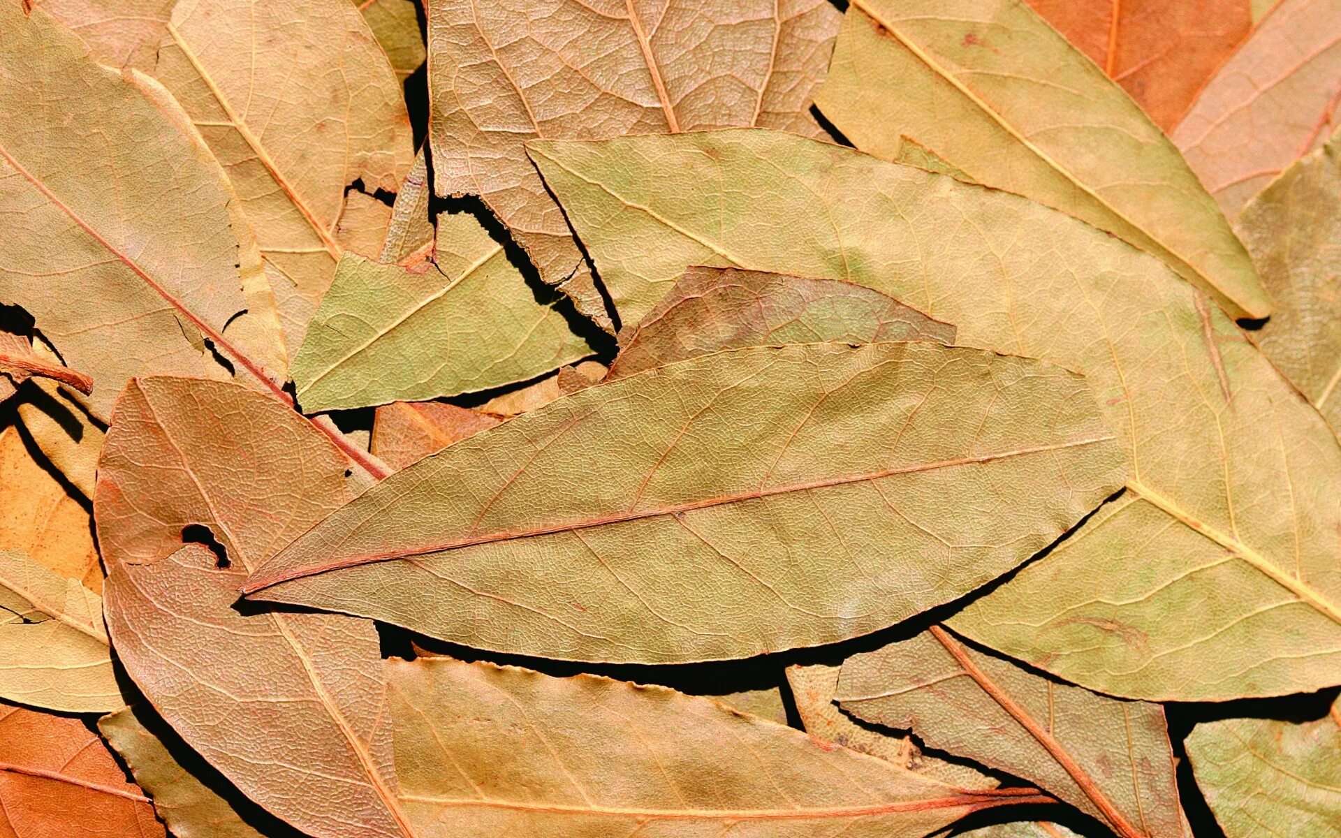 Обои листья. Лавровый лист фото. Осень пряные листья. Лавровый лист обои.