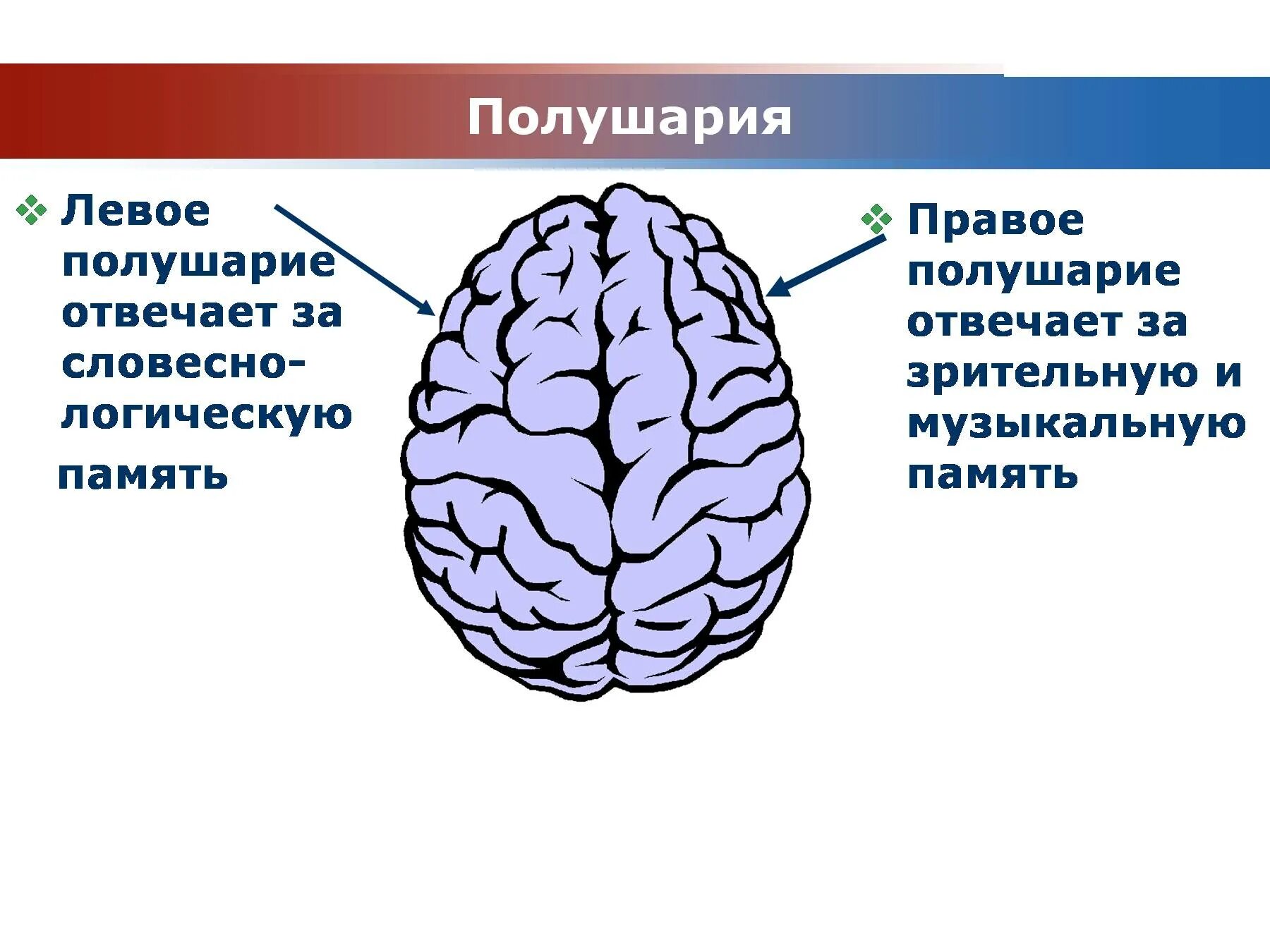 Левое и правое полушарие за что отвечает. Левое полушарие. Правое полушарие. Левое полушарие мозга. За что отвечает левое полушарие.