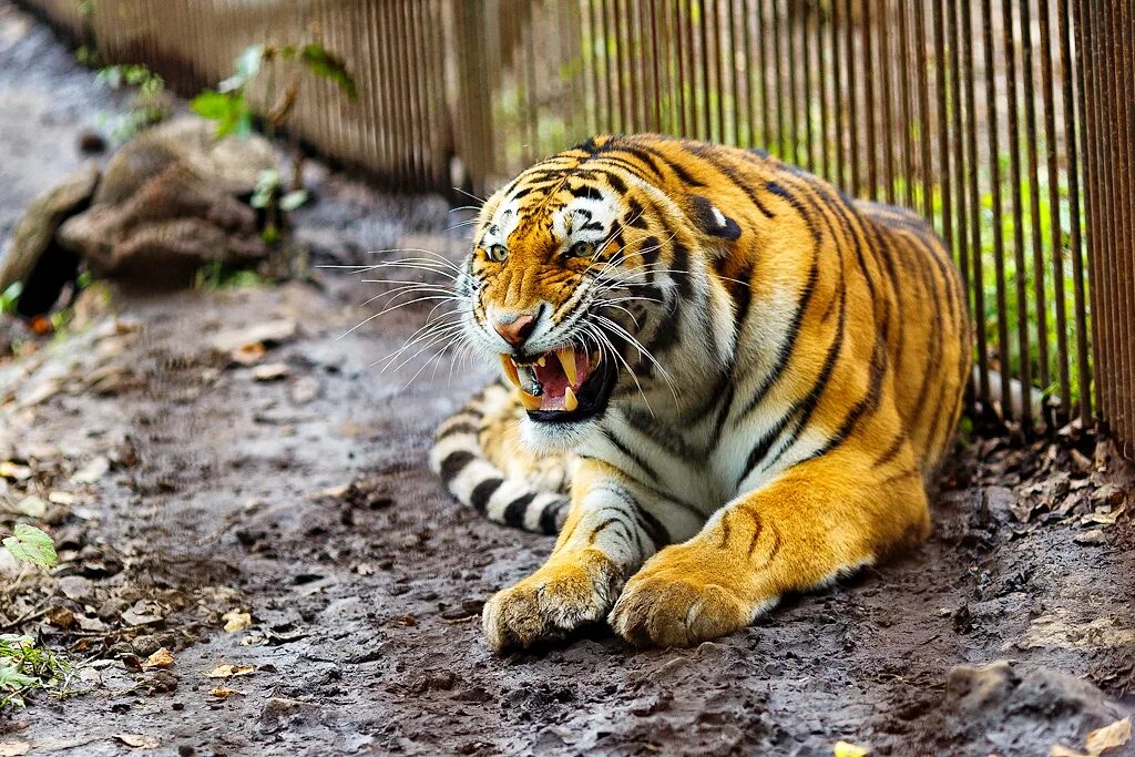 Крым tiger park. Сафари парк тигров. Приморский сафари-парк во владивостоке. Сафари парк тигры. Сафари парк владивосток тигры.