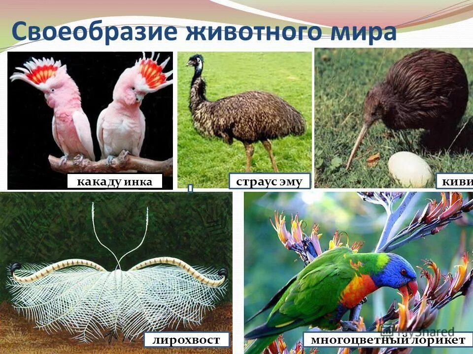 Своеобразие животных это. Качественное своеобразие человека. Своеобразие органического мира австралии. Своеобразие композиции. Своеобразие органического мира австралии.