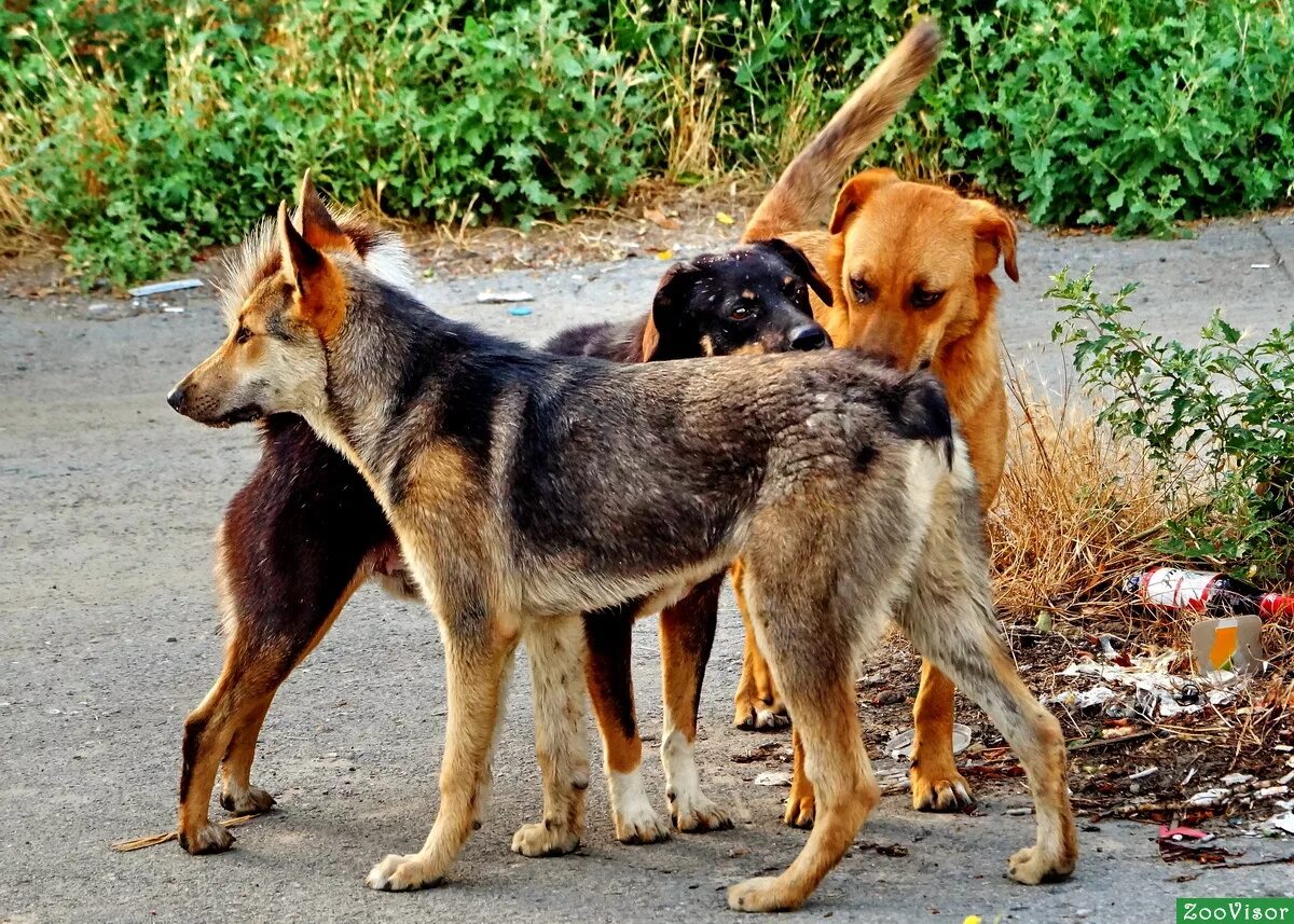 Dog village. Свора собак собак. Стая дворняг. Стая собак. Собаки дворняжки стая.