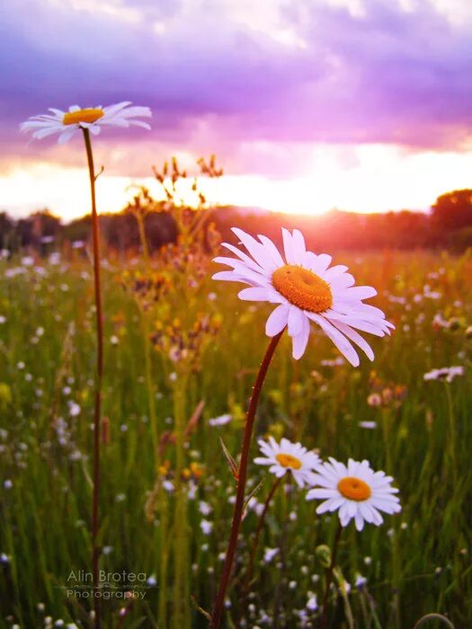 нежные ромашки. белые ромашки розовый закат. ромашки в тумане. фон ромашки. белые ромашки розовый закат.