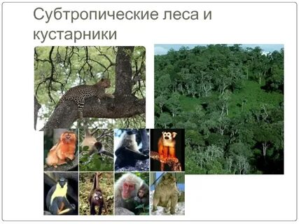 Субтропический лес природная зона