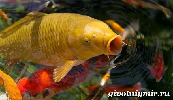 Сазан рыба. Cyprinus carpio linnaeus. Среда обитания карпа. Сиамский императорский карп. Среда обитания карпа.