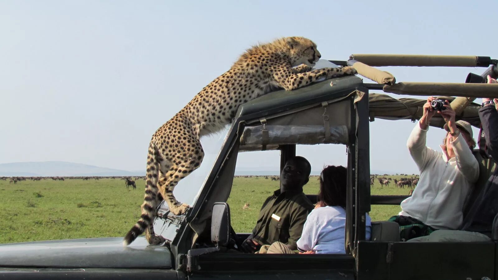 Wildlife holidays. Танзания Занзибар сафари. Сафари парк Африка. Сафари парк Танзания. Кения парк сафари Найроби.