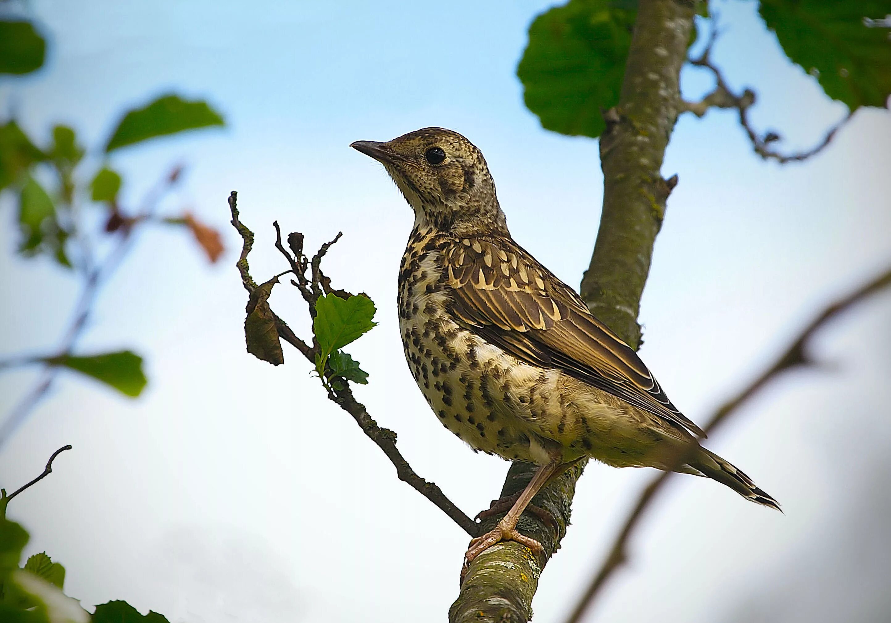 Певчий Дрозд деряба. Дрозд-деряба (turdus viscivorus). Дрозд деряба птица. Деряба рябинник. Певчий дрозд голос