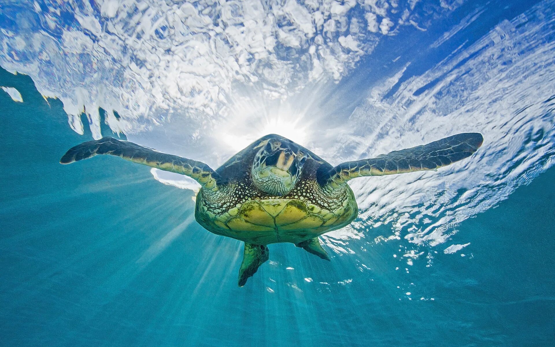 Морские черепахи черепахи. Черепаха Каретта (логгерхед). Голубая морская черепаха. Черепаха бисса.
