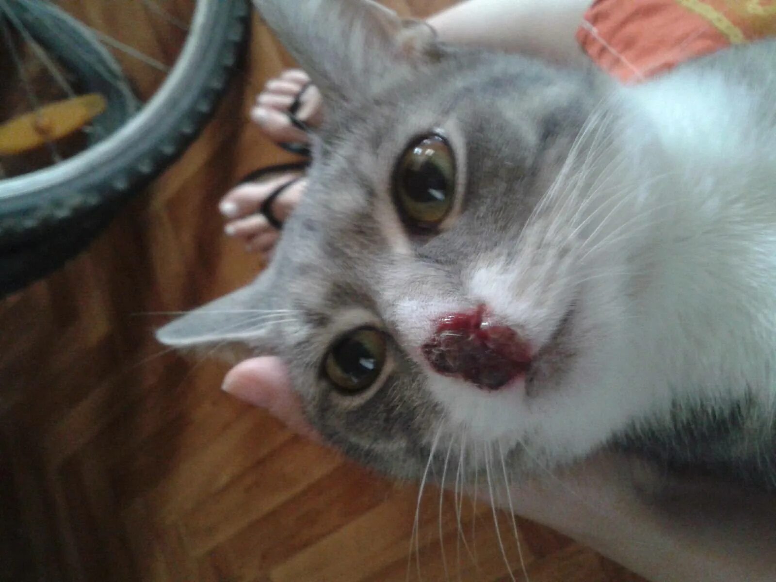 Причины соплей у кошек