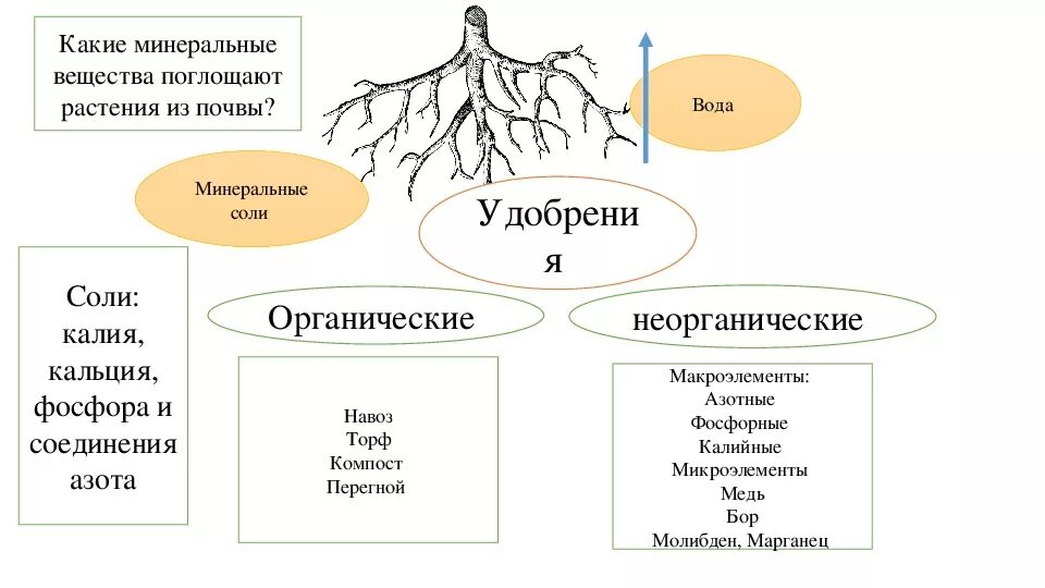 Тест удобрения 6 класс. Корневое питание растений 6 класс биология. Биология 6 класс минеральное питание (почвенное ) питание растений. Биология 6 кл минеральное питание растений удобрения. Минеральное питание растений схема 6 класс.