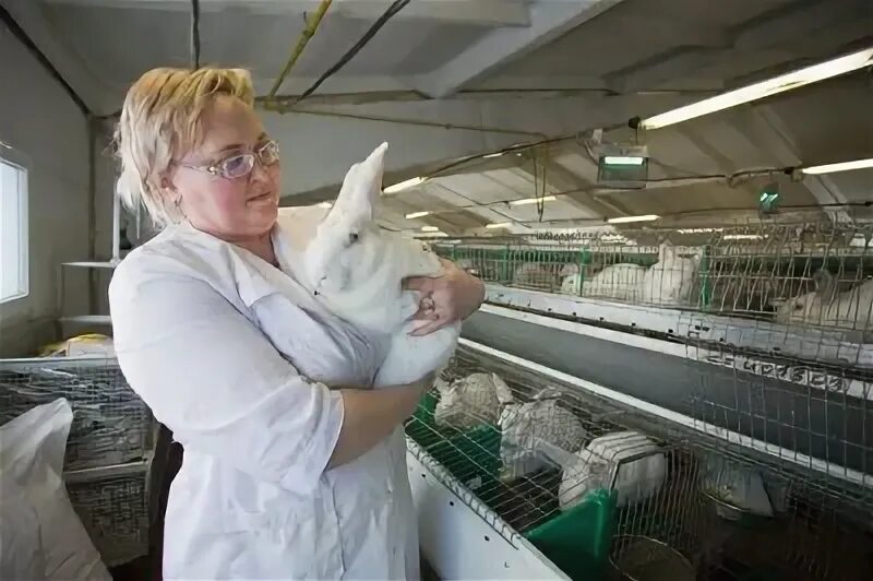 зоотехник и зооинженер. зоотехник. фермер и зоотехник. ветеринария в сельском хозяйстве. корова в хозяйстве.