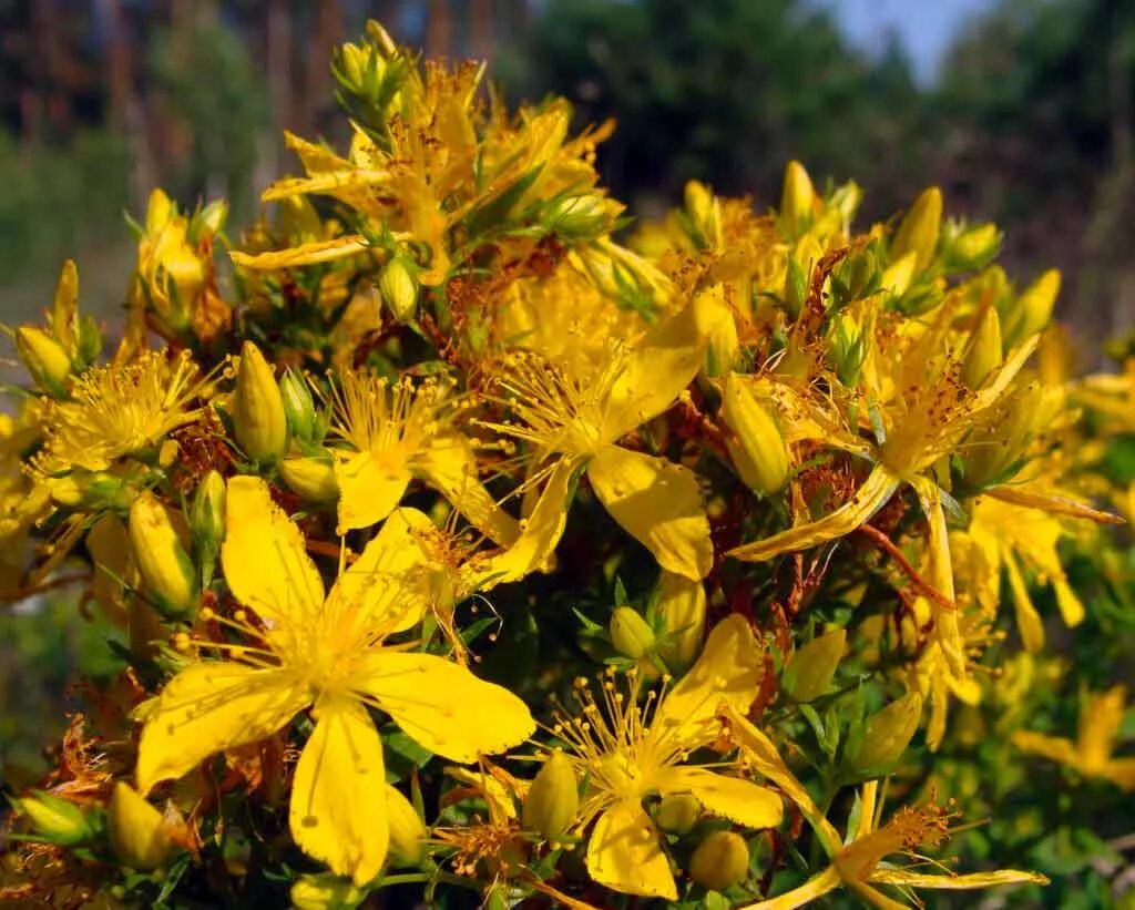 Зверобой википедия. Зверобой горный(Hypericum montanum l.). Зверобой Монбре. Зверобой продырявленный (обыкновенный). Зверобой продырявленный (Hypericum perforatum).