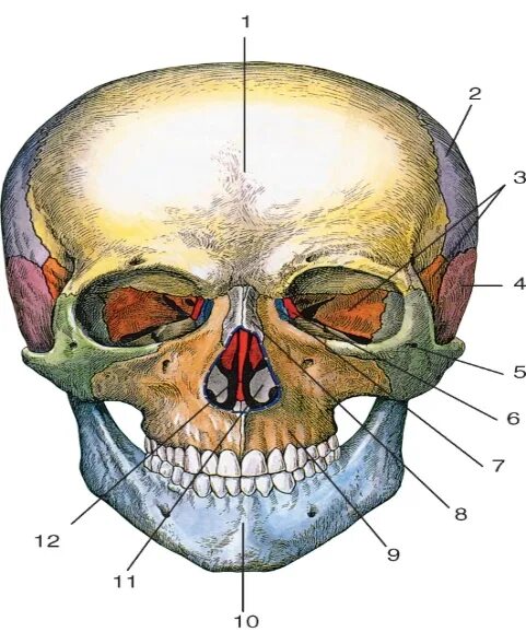 Череп решетчатая кость скуловая. Решетчатая кость черепа анатомия. Строение черепа вид спереди. Полости лицевого черепа