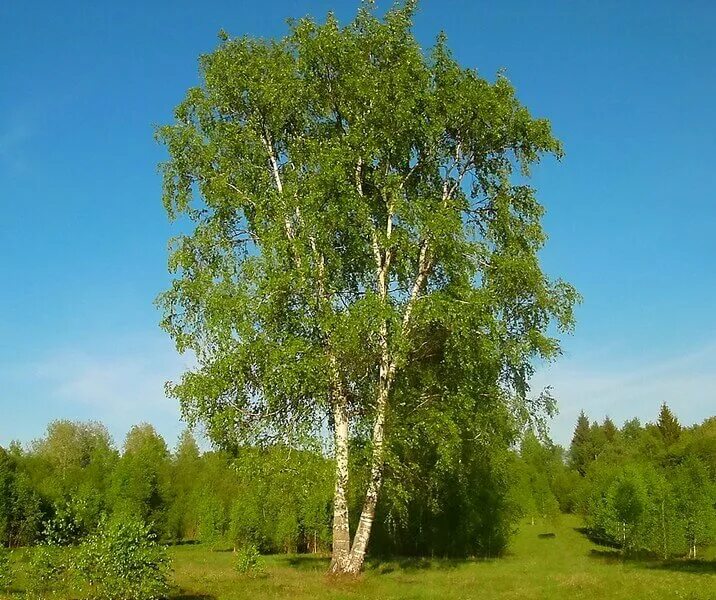 Раскидистая береза. Берёза тополелистная. betula populifolia. береза обыкновенная betula.