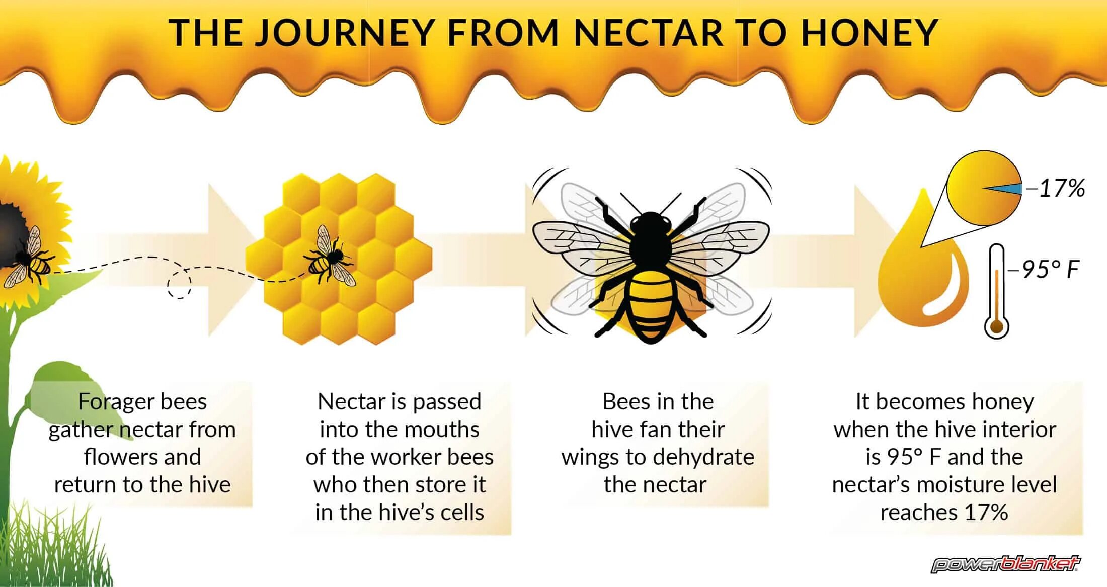 Bees make Honey. Презентация how do Bees make Honey.. How Bees produce Honey. How Bees make Honey. Honey is перевод