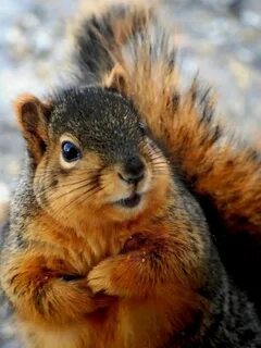 Cute Animals, Wild Animals, Squirrel Pictures, Animal Pictures, Beautiful C...