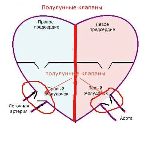Клапаны сердца человека где и какой находится Фиброзный латынь