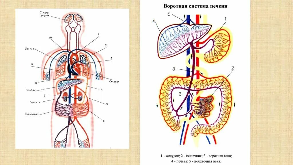 Кровообращение воротной вены. Система воротной вены схема. Воротная Вена печени и печеночная Вена. Воротная Вена анатомия схема. Воротная Вена печени анатомия.