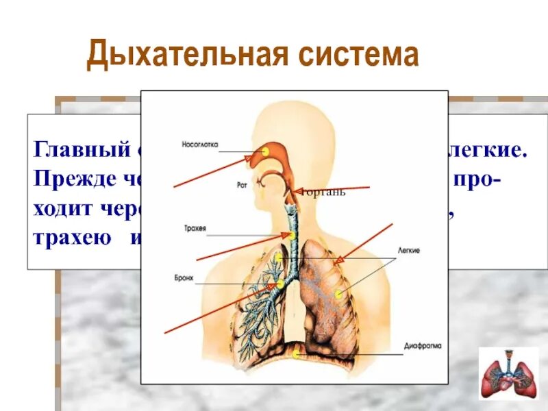 Воздух в легкие поступает через. Дыхательная система человека легкие. Через что воздух попадает в легкие. Дыхательная система человека 4 класс.